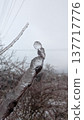 Delicate frostcovered twig showcasing sparkling tip details 137717776