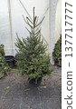 Nursery worker organizing potted spruce for retail presentation 137717777