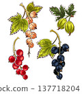 various of berry in marker doodle style 137718204