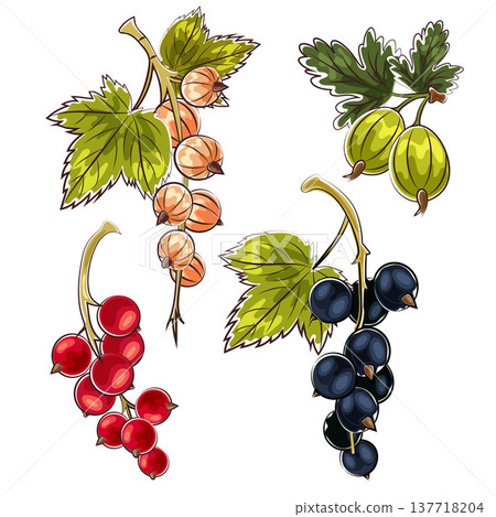 various of berry in marker doodle style various of berry in marker doodle style 137718204