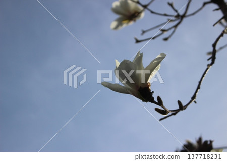 白色的玉蘭花向天空盛開 白色的玉蘭花向天空盛開 137718231