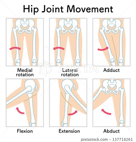 Hip joint movement, range of motion of the legs 137718261