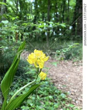 稀有野生蘭花金蘭(Kinran)的棲息地,在春日的陽光下閃閃發光。 稀有野生蘭花金蘭(Kinran)的棲息地,在春日的陽光下閃閃發光。 137718427
