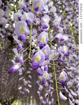 Wisteria trellis at Jōnuma Pond in Tatebayashi City, Gunma Prefecture: Purple wisteria blossoms cascading down. 137718428
