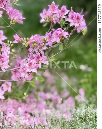 Tsutsujigaoka Park in Tatebayashi, a famous spot for azaleas, is a place where vibrant azaleas are in full bloom. Tsutsujigaoka Park in Tatebayashi, a famous spot for azaleas, is a place where vibrant azaleas are in full bloom. 137718429