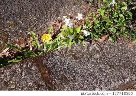 Violet and dandelion 137718590