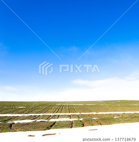 A landscape of wheat fields on a hill in Biei, Hokkaido, in early spring when snow still remains. 137718679