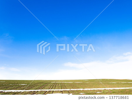 北海道美瑛市山坡上，春末夏初，白雪尚未完全消融，可以看到一片麥田景色。 137718681
