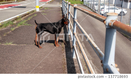 杜賓犬，杜賓犬 137718693