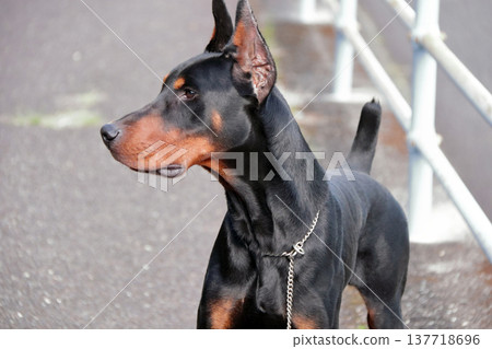 杜賓犬,杜賓犬 杜賓犬,杜賓犬 137718696