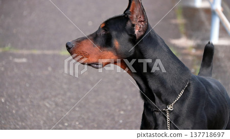 Doberman Pinscher, Doberman Pinscher 137718697