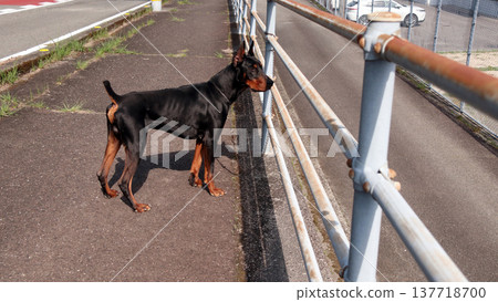 杜賓犬,杜賓犬 杜賓犬,杜賓犬 137718700