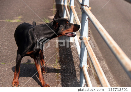 杜賓犬,杜賓犬 杜賓犬,杜賓犬 137718701