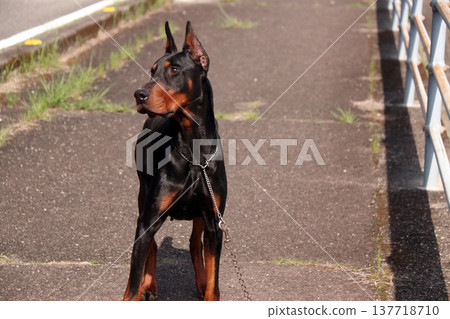 杜賓犬,杜賓犬 杜賓犬,杜賓犬 137718710