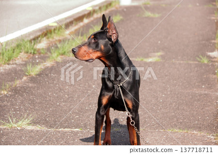 Doberman Pinscher, Doberman Pinscher Doberman Pinscher, Doberman Pinscher 137718711