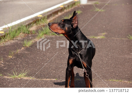 杜賓犬,杜賓犬 杜賓犬,杜賓犬 137718712