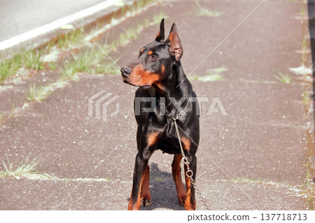 杜賓犬，杜賓犬 137718713