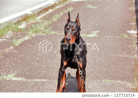 Doberman Pinscher, Doberman Pinscher Doberman Pinscher, Doberman Pinscher 137718714