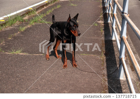 杜賓犬,杜賓犬 杜賓犬,杜賓犬 137718715