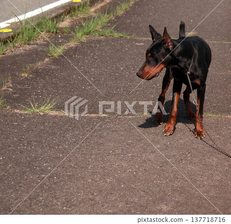 杜賓犬，杜賓犬 137718716