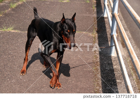 杜賓犬,杜賓犬 杜賓犬,杜賓犬 137718718