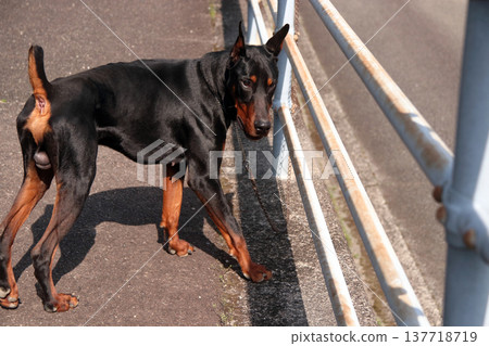 杜賓犬,杜賓犬 杜賓犬,杜賓犬 137718719
