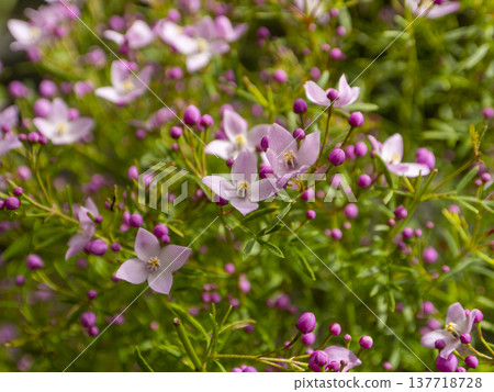 Boronia Sydney, which bloomed with pink flowers. Boronia Sydney, which bloomed with pink flowers. 137718728