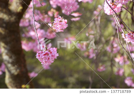櫻花花 櫻花花 137718789