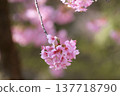 Cherry Blossom	 137718790