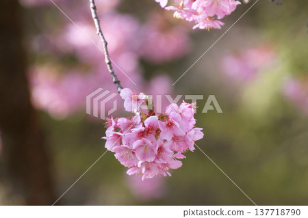 櫻花 櫻花 137718790