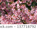 Cherry tree in full bloom  137718792