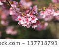 Cherry blossom 137718793