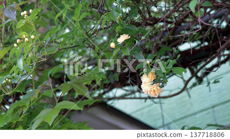 山龍眼 (Rosa Banksiae) 花蕾 山龍眼 (Rosa Banksiae) 花蕾 137718806