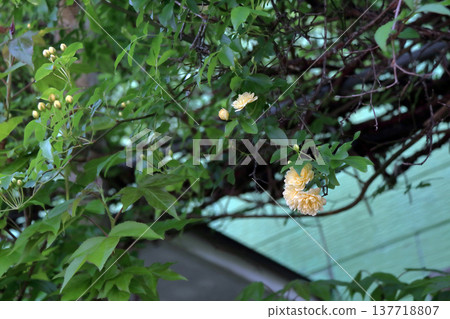 Banksia rose (Rosa banksiae) buds Banksia rose (Rosa banksiae) buds 137718807