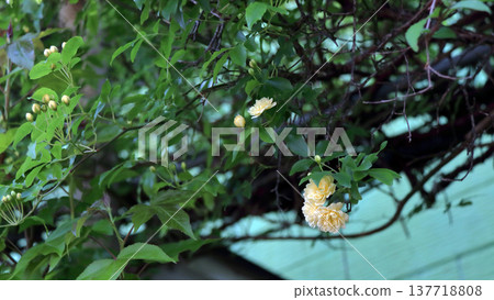 山龍眼 (Rosa Banksiae) 花蕾 137718808