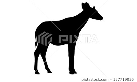 白色背景上的霍加狓剪影 137719036