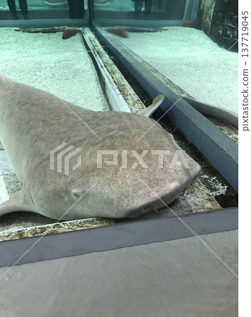 Sharks taking a nap Sharks taking a nap 137719045