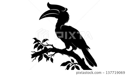Silhouette of a hornbill perched on a branch Silhouette of a hornbill perched on a branch 137719069