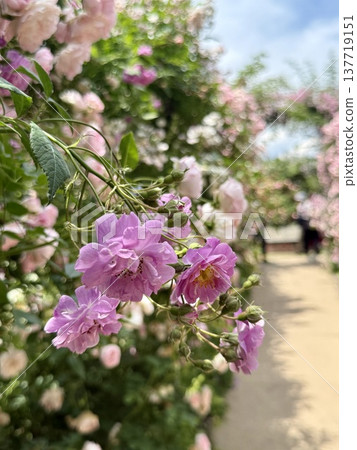 Nakanojo Gardens' Rose Festival: A rose garden in full bloom and the surrounding paths. Nakanojo Gardens' Rose Festival: A rose garden in full bloom and the surrounding paths. 137719151