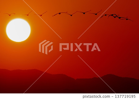 A flock of cranes flying towards the rising sun, silhouetted against a winter landscape. A flock of cranes flying towards the rising sun, silhouetted against a winter landscape. 137719195