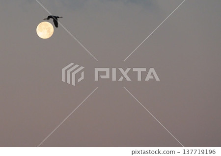 滿月與飛鶴:野生鳥類的剪影。 滿月與飛鶴:野生鳥類的剪影。 137719196