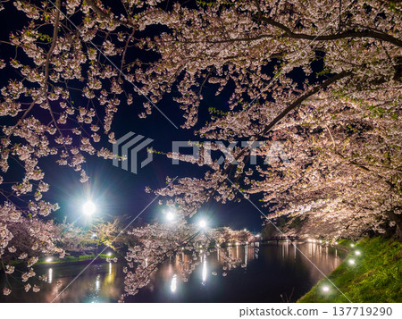 Cherry trees in full bloom line both banks of the moat, and the reflections of lights in the darkness of the night (Hirosaki, Aomori Prefecture) Cherry trees in full bloom line both banks of the moat, and the reflections of lights in the darkness of the night (Hirosaki, Aomori Prefecture) 137719290