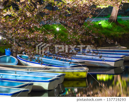 Boats moored in a row, with an embankment stretching out in the background and cherry blossoms in full bloom at night (Hirosaki, Aomori Prefecture) Boats moored in a row, with an embankment stretching out in the background and cherry blossoms in full bloom at night (Hirosaki, Aomori Prefecture) 137719293
