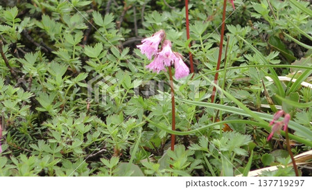 Iwagami's flower Iwagami's flower 137719297