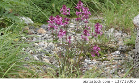 Yotsuba Shiorghama的花 Yotsuba Shiorghama的花 137719300