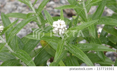 雅馬哈哈科花 137719301