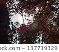 Autumn leaves 137719329