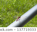 Dragonfly  137719333