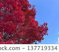 Blue sky and autumn leaves 137719334