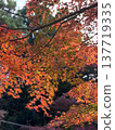Autumn leaves 137719335